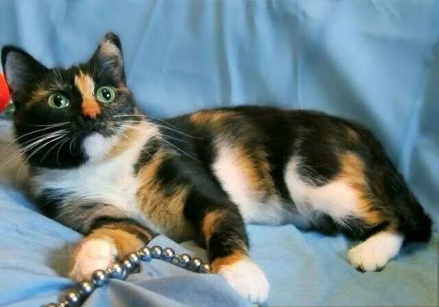 Какие котята родятся у трехцветной кошки. Шотландская кошка прямоухая трехцветная. Британская прямоухая кошка трехцветная. Дворовые трехцветные кошки. Метис кошка трехцветная.