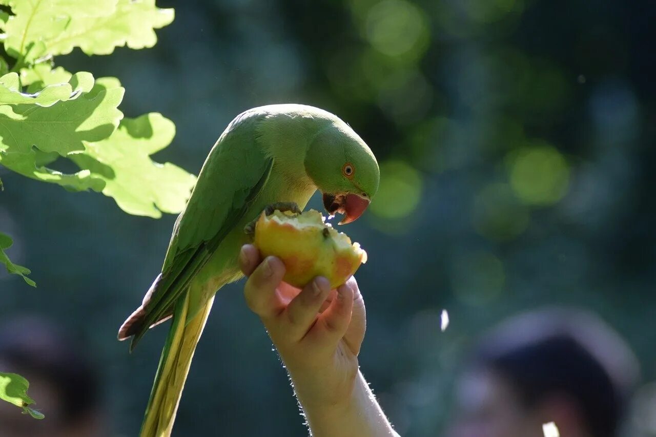 Можно попугаям яблоко. Ожереловый попугай. Ожереловый попугай зеленый. Птенчик ожерелового попугая. Ожереловый попугай ест.
