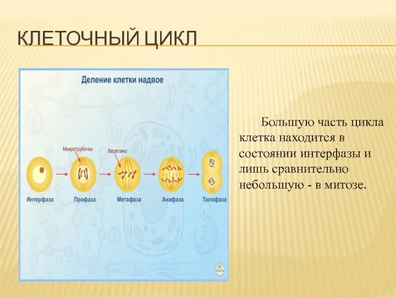 Деление клетки митотический цикл. Жизненный цикл клетки деление клетки митоз 10 класс презентация. Цикл деления клетки митоз. Митотический цикл интерфаза митоз. Митоз и митотический цикл клетки.