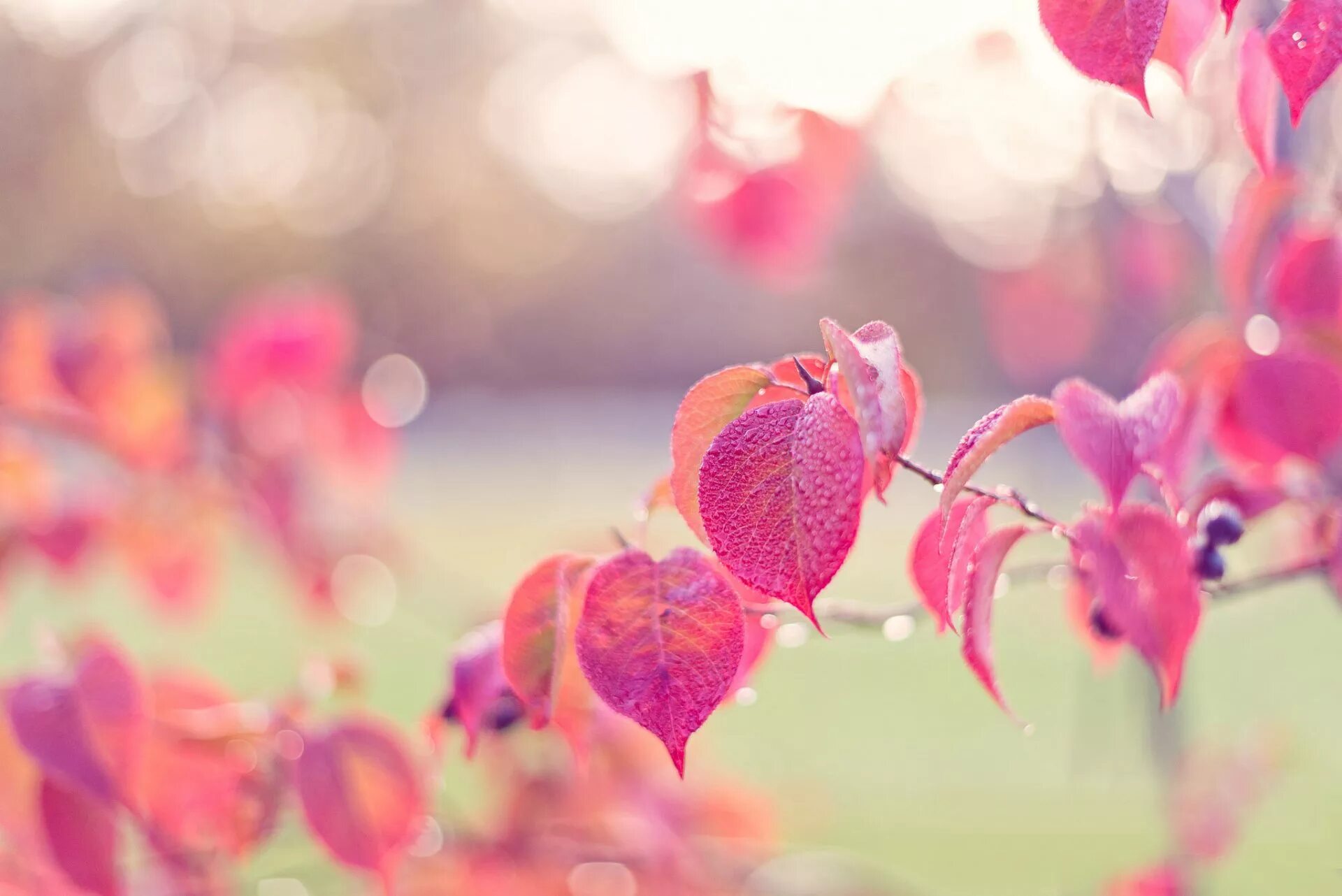 Розовый лист. Нежная осень. Осенний фон. Розовая осень.