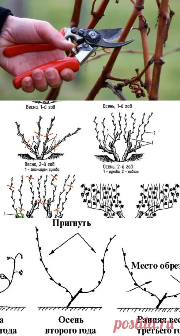 Правильно обрезать виноград весной для начинающих схема. Схема обрезки винограда весной. Обрезка винограда схема. Как обрезать виноград. Обрезать виноград весной.