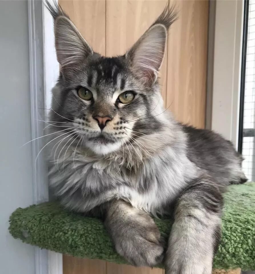 европейский мейн кун