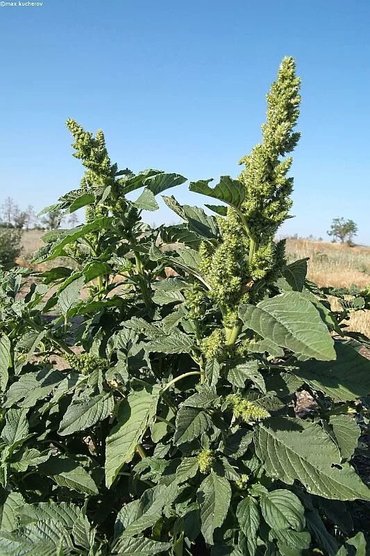 Цыганская трава. Щирица запрокинутая Amaranthus retroflexus. Амарант щирица запрокинутая. Щирица запрокинутая (Amaranthus retroflexus l.). Амарант сорняк щирица.