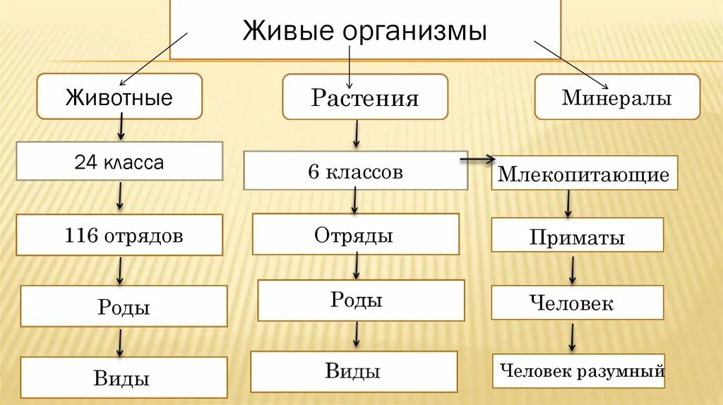 Линней классификация животных. Система растений по Линнею.