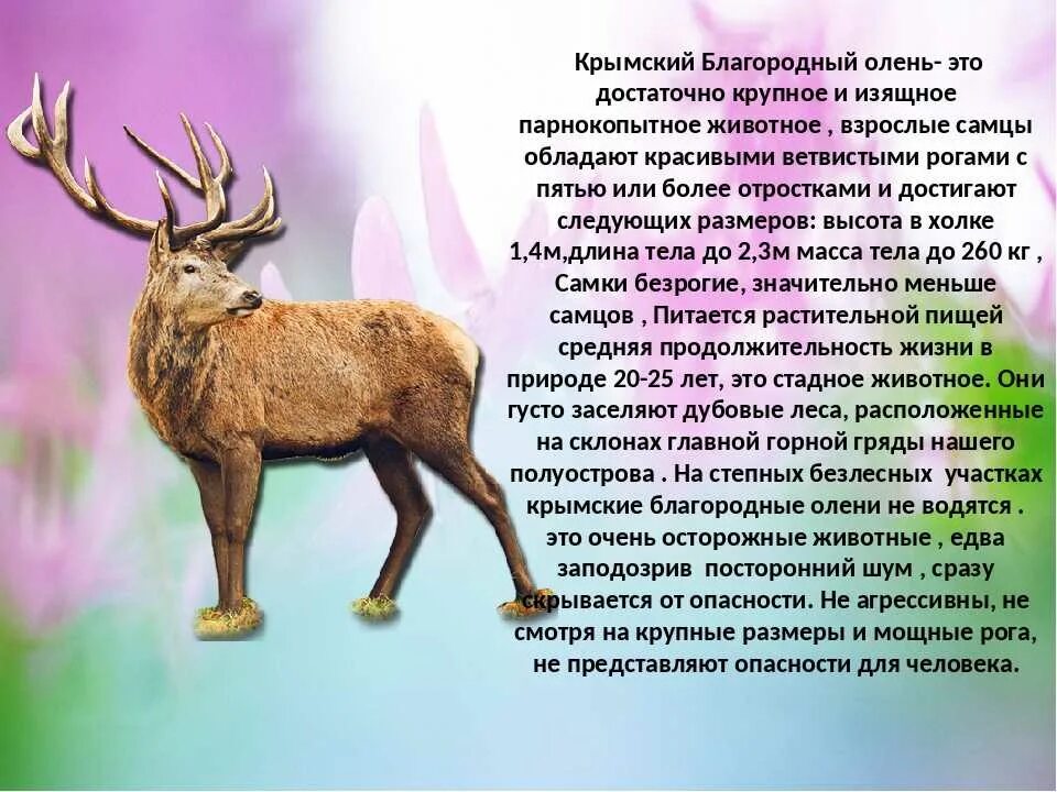 Признаки оленя. Крымский благородный олень. благородный олень красная книга. описание оленя. олень из красной книги крыма.