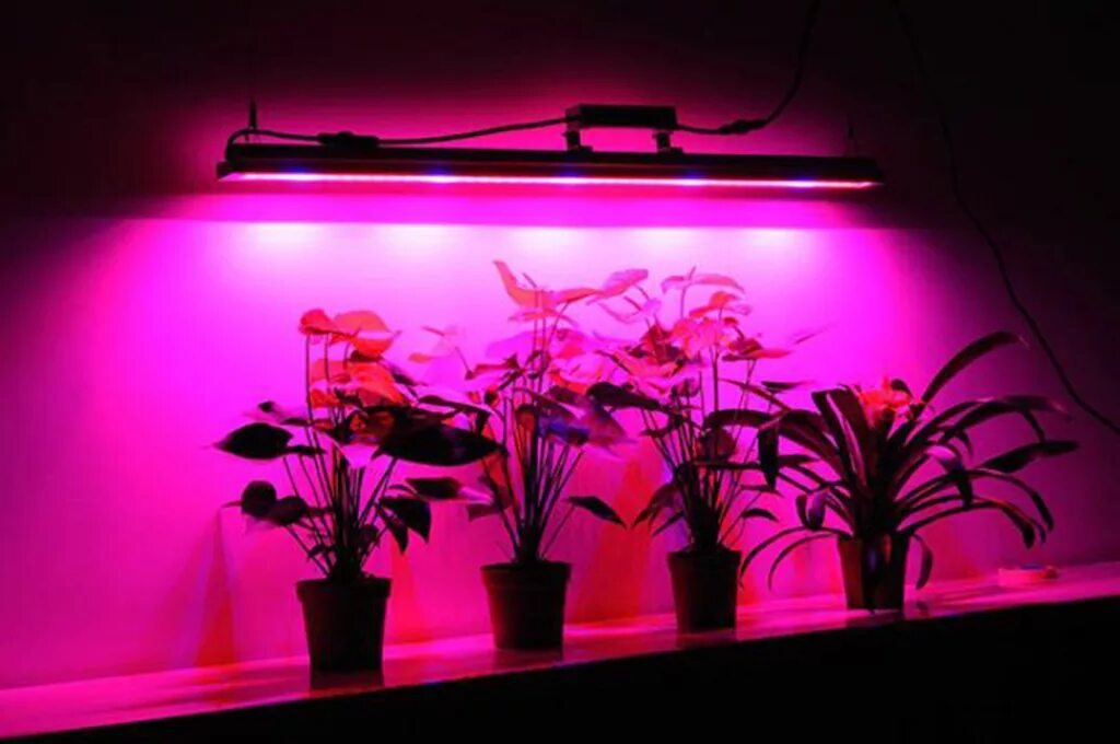 Розовая лампа для растений для чего. Фитолампа led grow Light. Фитолампа светодиодная 50вт. Светодиодный фитосветильник Kurato фито 4 лампы 30вт.