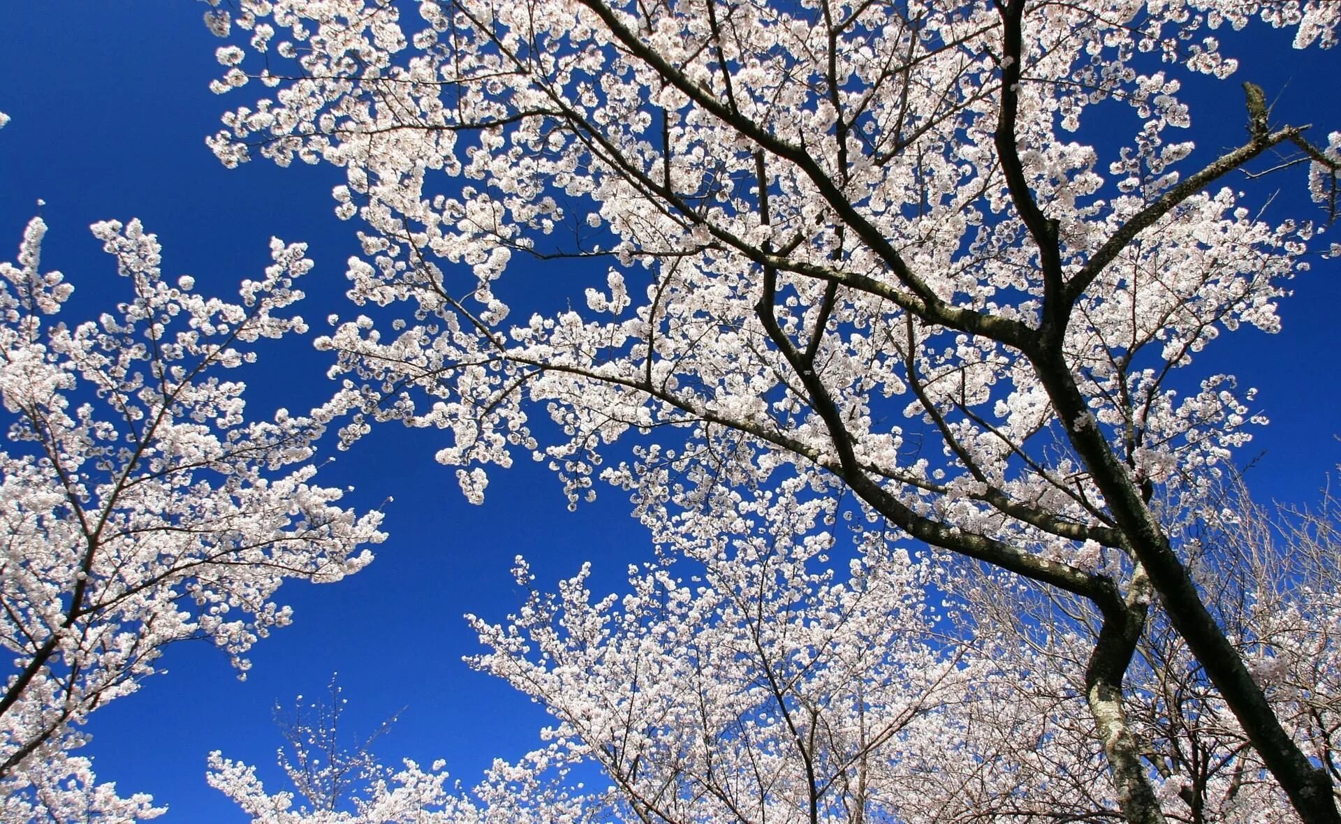 Дни цветения sky. Весеннее небо. Весенняя природа. Весенние картинки на рабочий стол.