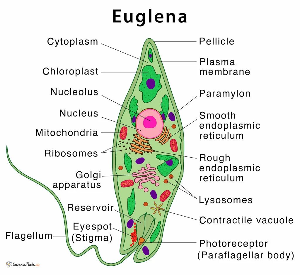 Состав эвглены зеленой. Евглена зеленая строение. эвгленовые (euglena, trachelomonas),. эвглена зеленая строение мембрана. общее строение эвглены зеленой.