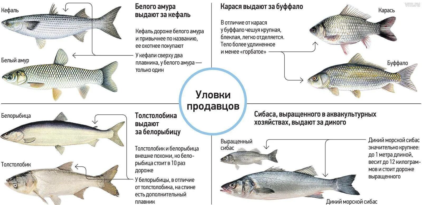 Виды рыб. Виды пресноводных рыб. Как различать виды рыб. Методы фальсификации рыбы.