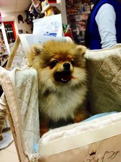 Магазин кот и пес