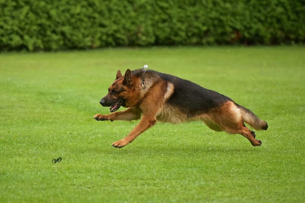 Немецкая овчарка квазимодо. Какую температуру выдерживает овчарка на улице. Карельская овчарка. Какую температуру выдерживает овчарка на улице. Баварская овчарка shepherd.