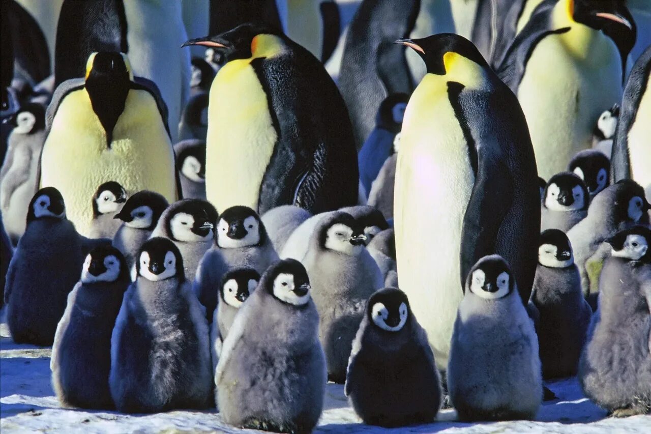 Императорские пингвины живут. Императорский Пингвин в Антарктиде. Императорский Пингвин Aptenodytes forsteri. Королевский Пингвин в Антарктиде. Пингвиненок Императорского пингвина.