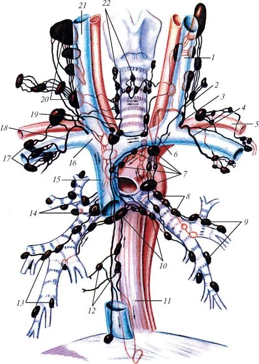 Лимфоузлы пищевода. Подключичный лимфатический ствол. Экстраорганные лимфатические сосуды. Сосуды лимфы лимфоузлы. Вена (анатомия) лимфа.