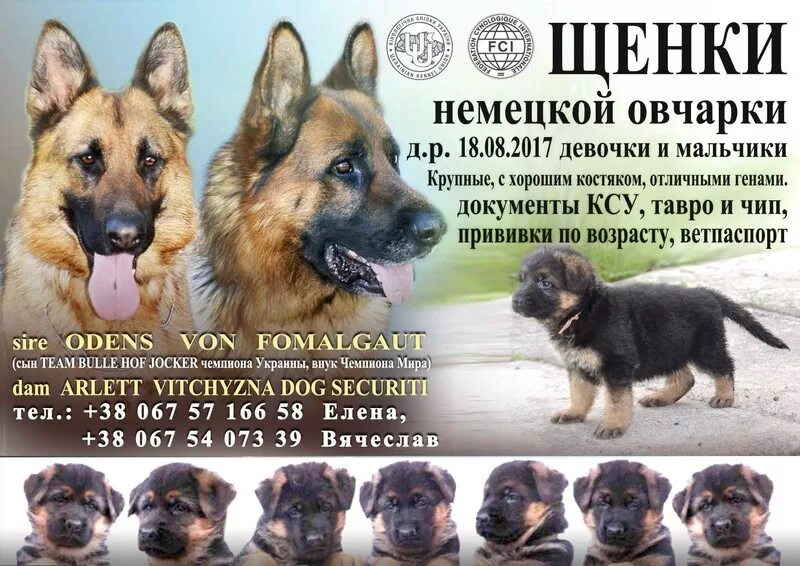 Документы на щенка немецкой овчарки. Щенок немецкой овчарки в липецке. Маленькая дешевая овчарка красивая. Чистокровная немецкая овчарка. Немецкая овчарка шеферд.