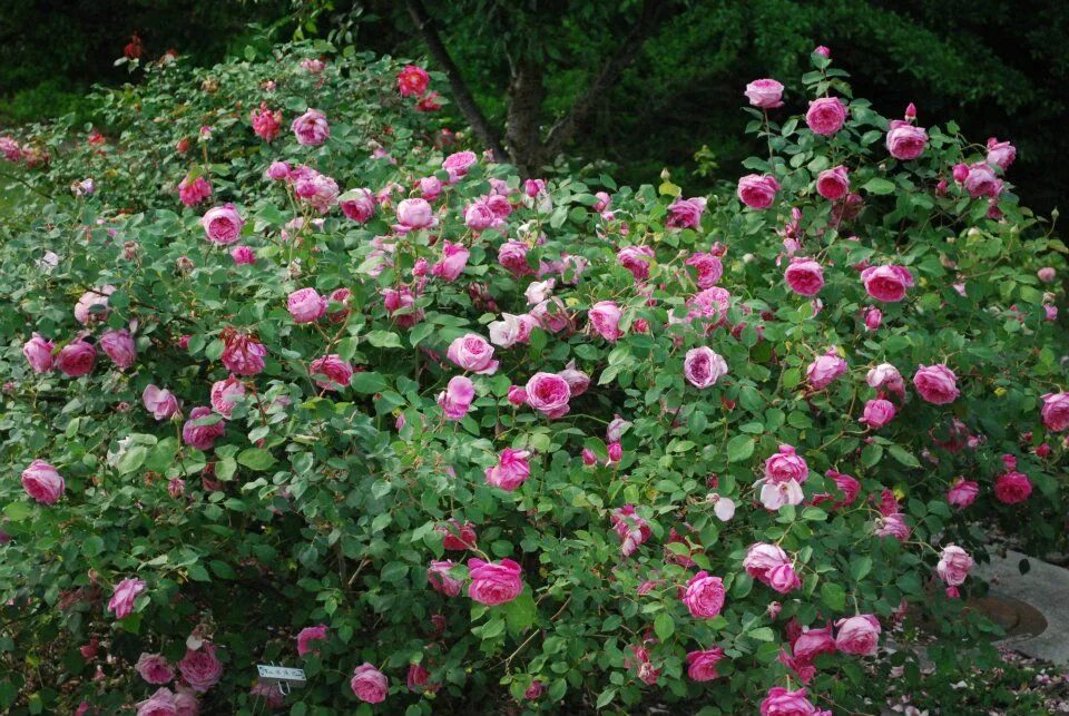 Roses forums