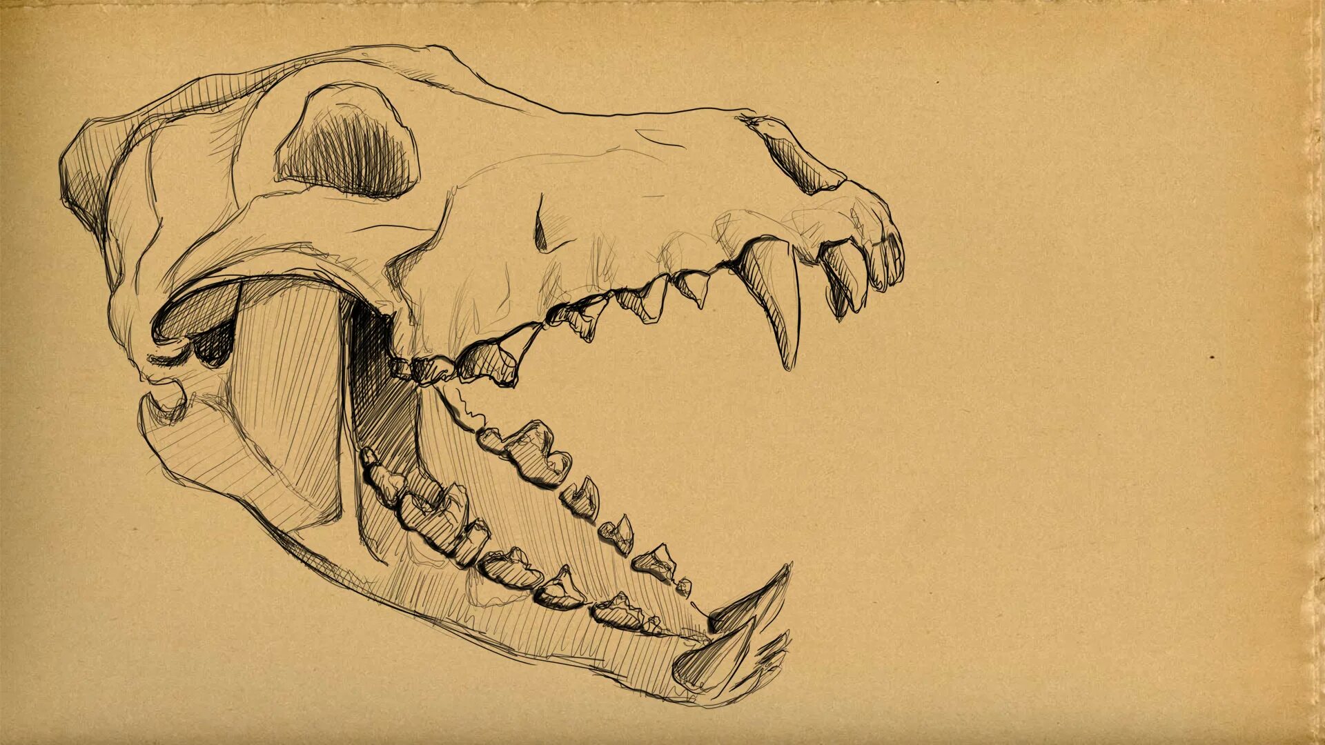 Рот скелета. Череп лисы. Челюсть эскиз. Череп волка в разных ракурсах.