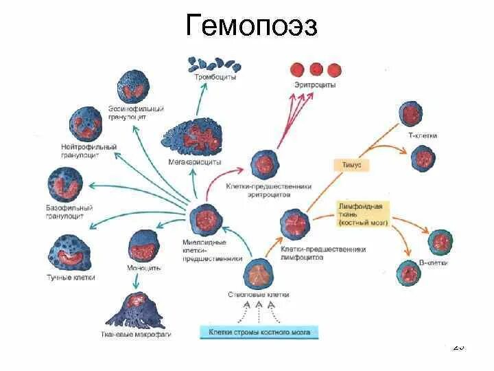 Эмбриональный гемопоэз. Гемопоэз схема кроветворения. Гемопоэз современная схема кроветворения. Схема гемопоэза гистология. Эмбриональный гемопоэз схема.