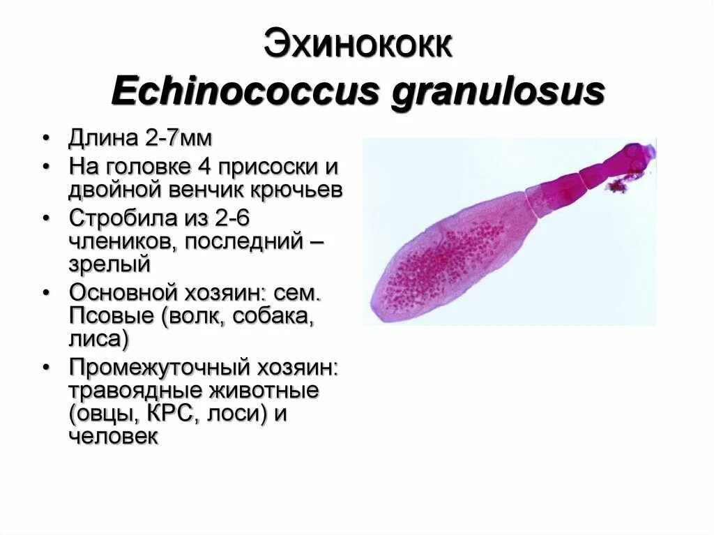 Эхинококкоз печени морфология. Нервная система эхинококка. Изучение морфологии эхинококка.. Эхинококк строение.