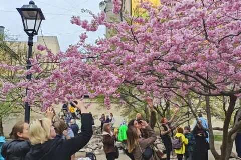 Когда в петербурге зацветет сакура