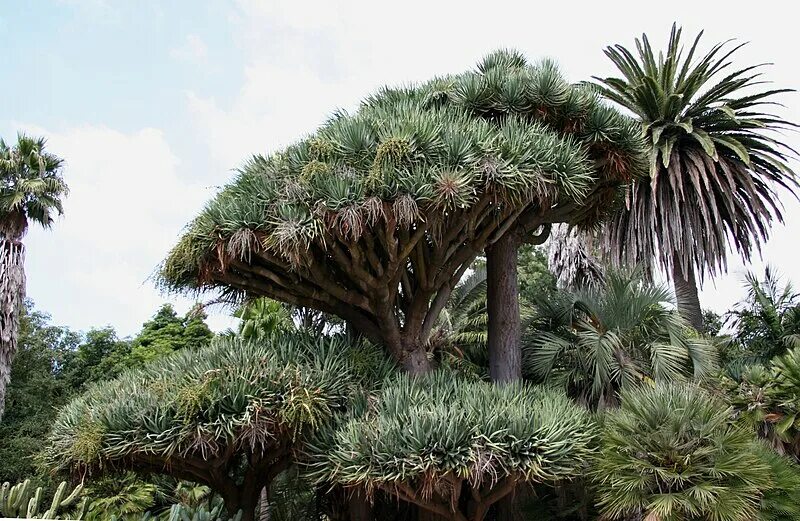 Fichier:Starr 061231-3048 Dracaena marginata.jpg - Wikipédia