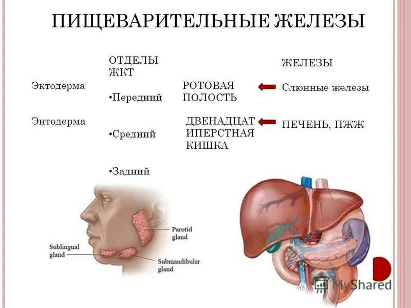 Название пищеварительных желез