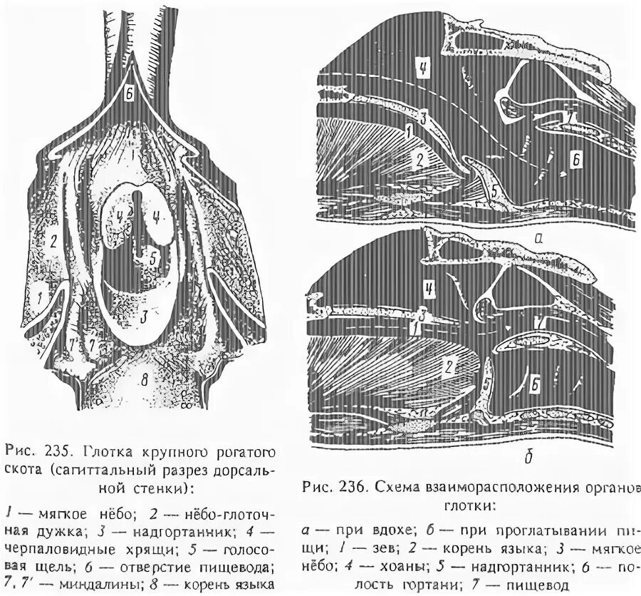Строение глотки животных анатомия. Строение глотки и гортани КРС. Глотка крупного рогатого скота анатомия. Схема строения глотки КРС.