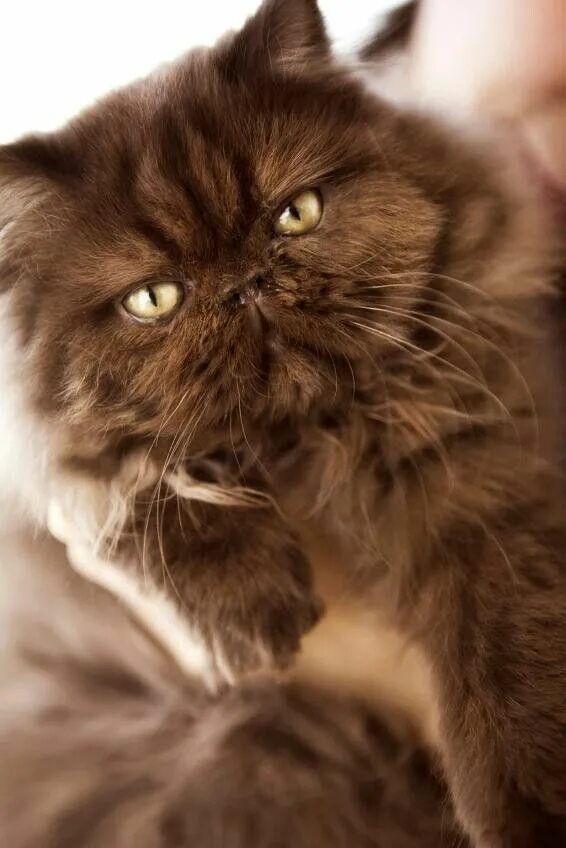 Пушистый коричневый кот. Персидская кошка коричневая. Коричневая пушистая кошка. Персидский кот коричневый. От персидской кошки с шоколадной окраской