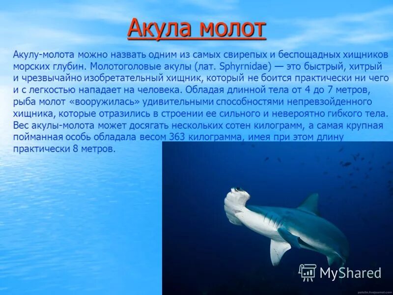 Тип текста акула. Тип текста акула
