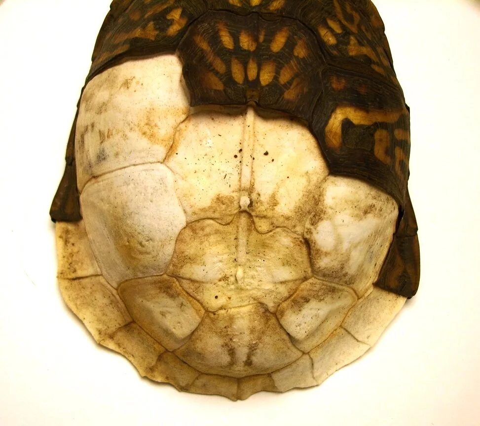 Максфрант Turtle-Shell. Tortoise Shell. Tortoise Shell канцелярия. Cracked Turtle Shell.