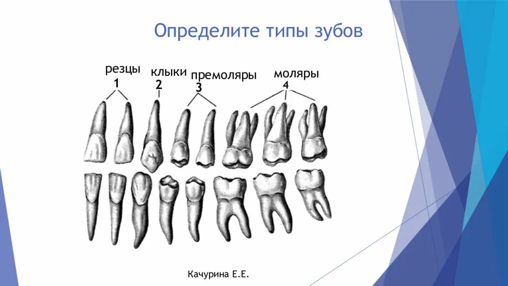 Как отличить 1 от 4. Резцы клыки премоляры моляры. Резец клык моляр премоляр. Малые коренные зубы анатомия строение. Зубы анатомия резцы клыки.