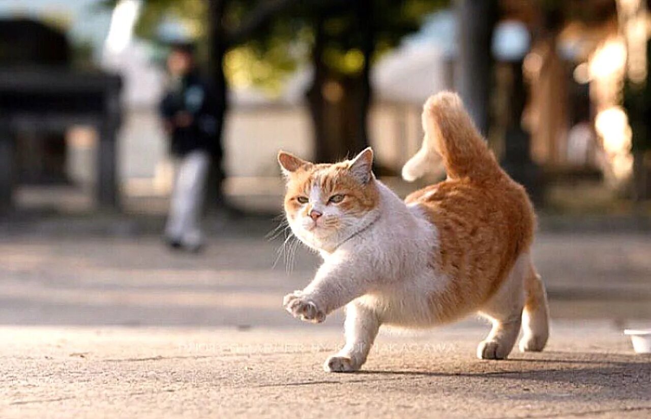 Кошка идет. Котик гуляет. Кошка бежит. Рыжий кот гуляет. Важно шагающая