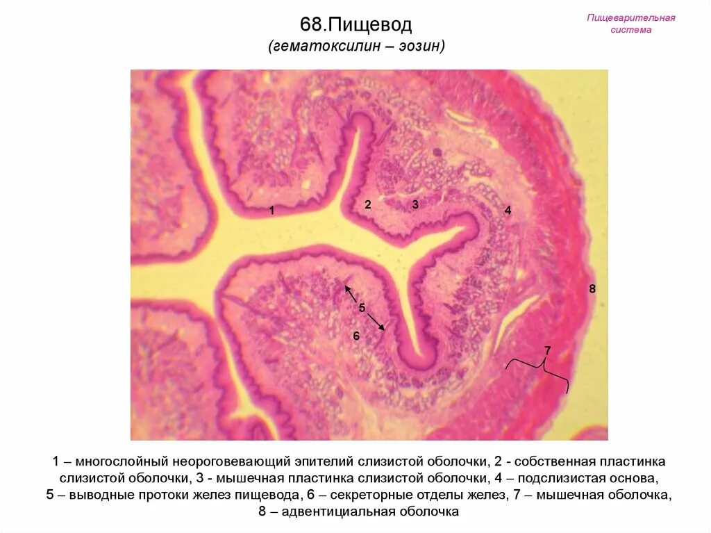 Слизистая оболочка уха. Поперечный срез пищевода гистология препарат. Срез пищевода гистология препарат. Поперечный срез пищевода гистология. Пищевод гистология препарат.