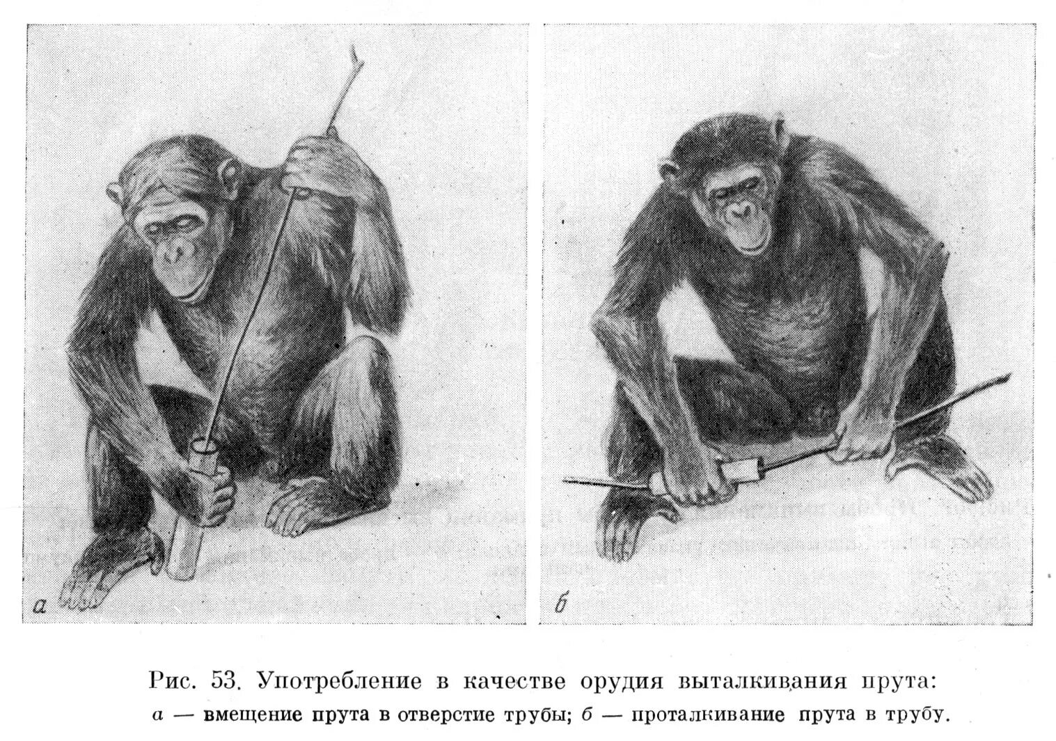 Кукутень-трипольская культура. Орудия труда кроманьонцев таблица. Орудия охоты кроманьонцев. Обезьяна с палкой. Орудия труда.