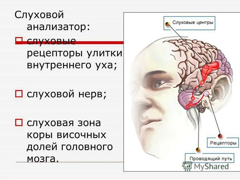 Центр слуха звуки. Слуховой анализатор Рецептор Нера. Рецепторы слухового анализатора рецепторы слухового анализатора. Слуховой анализатор строение слуховой нерв. Слуховой нерв анатомия расположение.