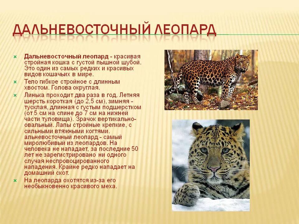 Дальневосточный леопард описание
