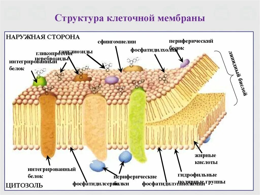 Наружная и внутренняя мембрана клетки. Структурные компоненты мембраны клетки. Структура клетки плазматическая мембрана. Строение наружной клеточной мембраны. Клеточная оболочка мембрана строение.