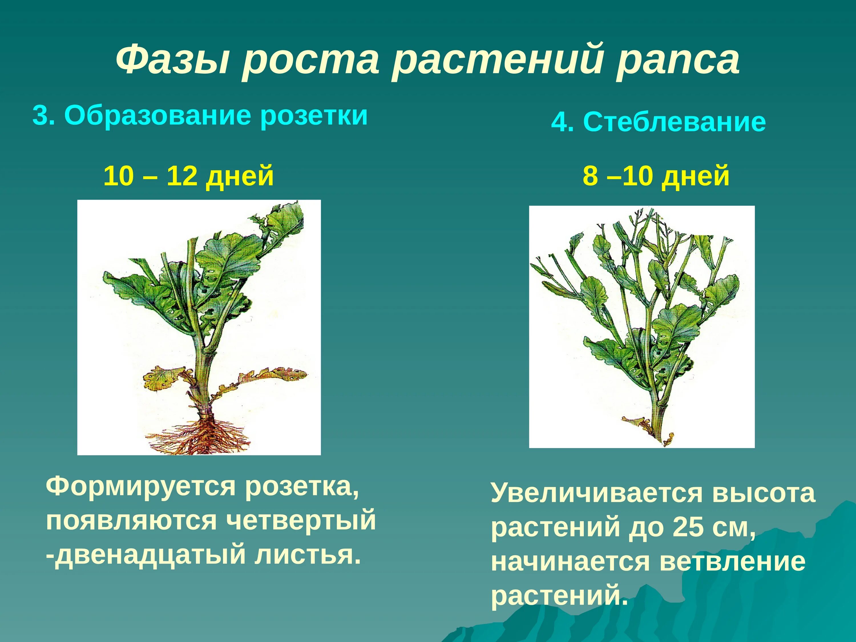 Вегетация растений что это простыми словами. Фаза стеблевания рапса озимого. Фазы развития рапса ярового. Стадии развития растений. Фаза розетки у рапса.