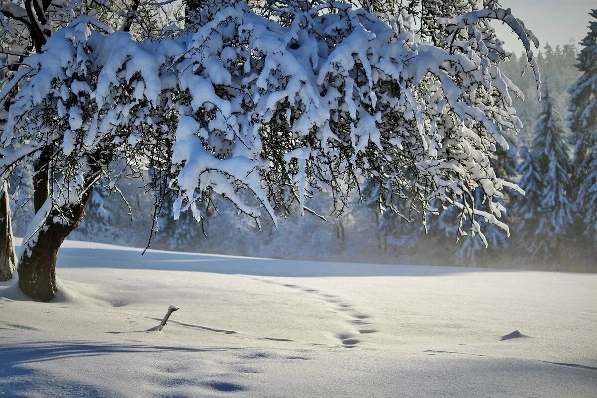 Зимний лес. Декабрь природа. Зимняя природа. Январь природа. Полный месяц январь