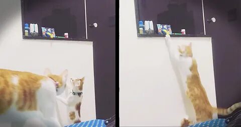 My sister the cat