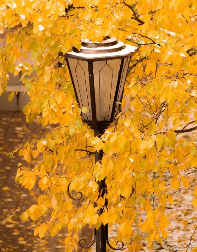 Фонарь листопад. Осень парк фонари. Осенний вечер в городе. Осенний пейзаж с фонарями. Осенняя ночь.