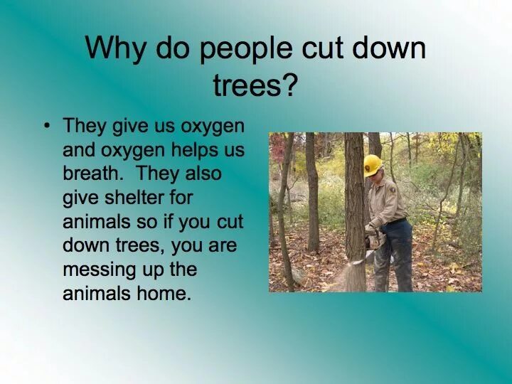 Cut down plant. Cutting down Trees. To Cut down Trees. Tree are Cutting down. Why do people Cut down Trees.