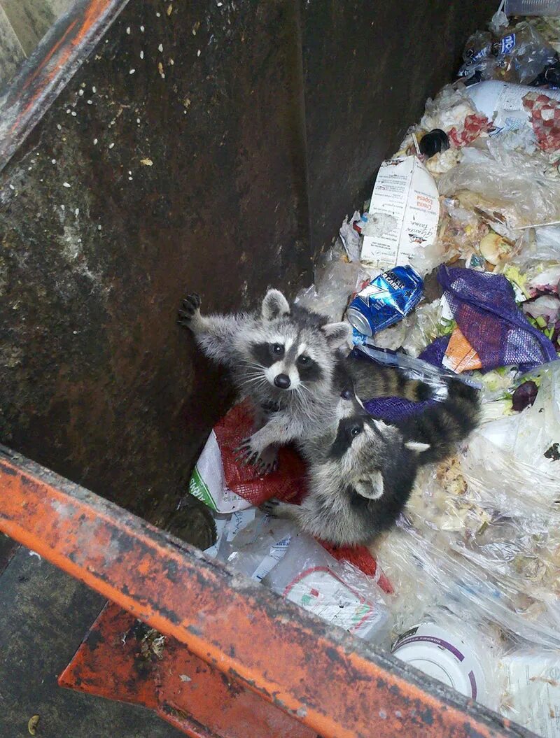 Енот в помойке. Raccoon in garbage. Помойный енот. Помойный енот. Енот в мусорке.