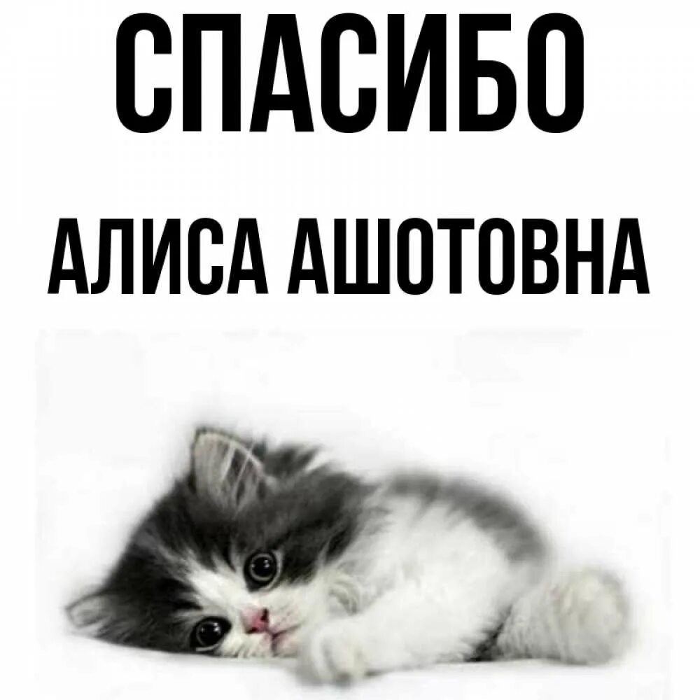 Благодарность алиса благодарность. Спасибо Алиса. Спасибо Алиса картинки. Котик говорит спасибо. Спасибо Алиса пока.