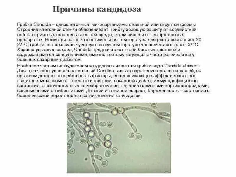 Молочница у женщин передается мужчинам. Дрожжеподобные грибки рода Candida. Дрожжи родов кандида (Candida). Колонии кандида альбиканс.