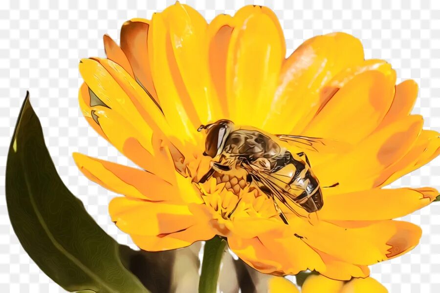 Нектар рисунок. Нектар цветы пчелы. Пчела на календуле. Пчелка мед нектар и цветок для детей. Пчела на цветке на белом фоне.
