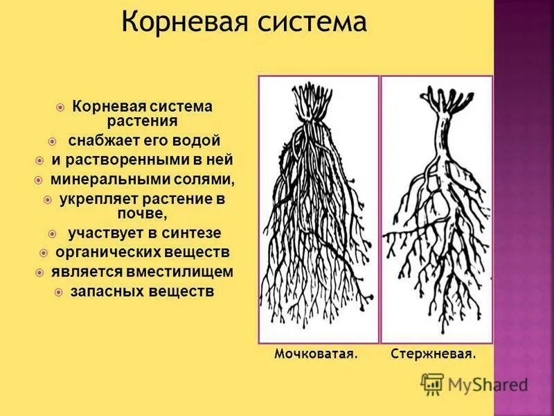 Какой тип корневой системы сформируется если. Типы корневых систем стержневая и мочковатая. Стержневая и мочковатая корневая система. Стержневая корневая система и мочковатая корневая. Схема мочковатой корневой системы.