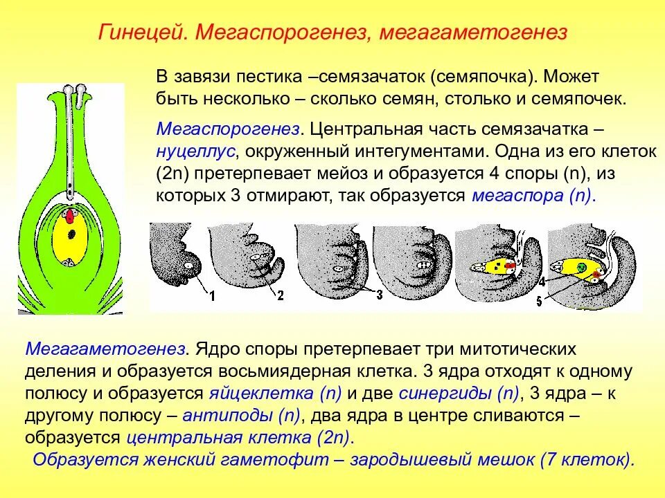 Женский гаметофит зародышевый мешок. Строение зародышевого мешка покрытосеменных растений. Нуцеллус семяпочки. Мегаспорогенез и образование зародышевого мешка. Гинецей мегаспорогенез.