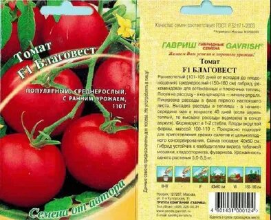 Урожайность томата благовест