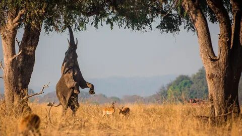 Safari like