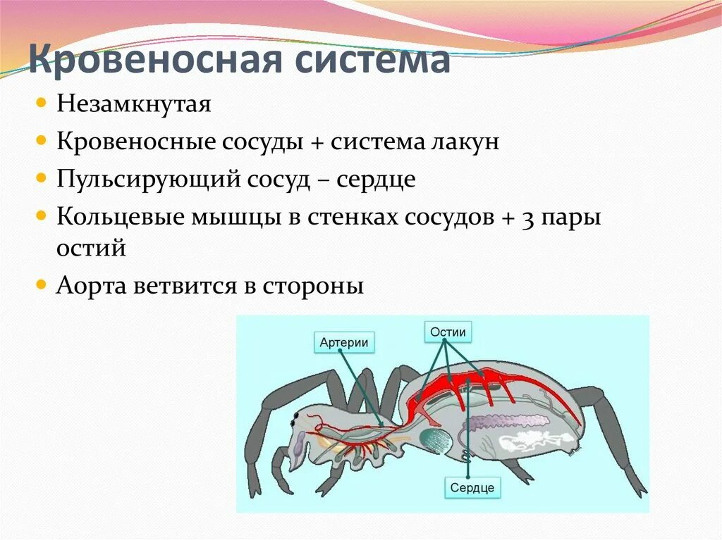 Кровеносная система паукообразных 7 класс. Строение кровеносной системы паукообразных. Строение кровеносной системы паука. Крвоеносаня система паук. Незамкнутая кровеносная система представители